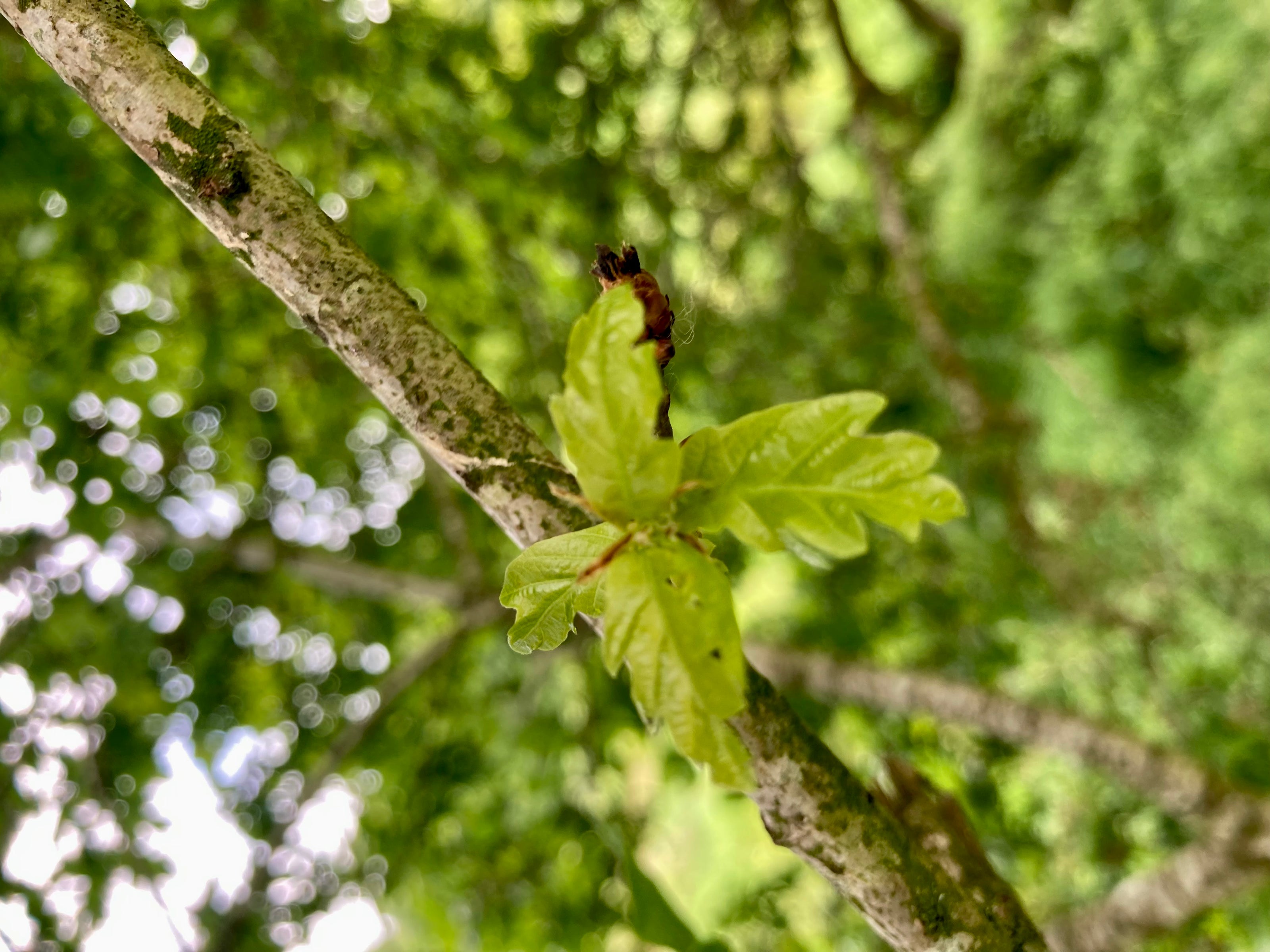 Oak tree leaf